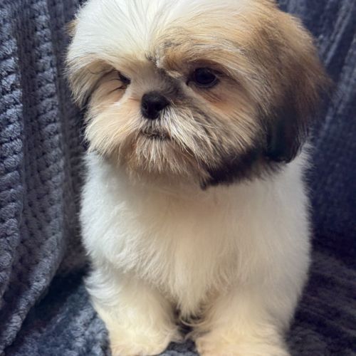 Boy, mâle type shih tzu fauve et blanc #0
