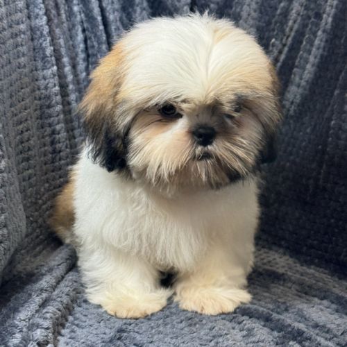 Boy, mâle type shih tzu fauve et blanc #2