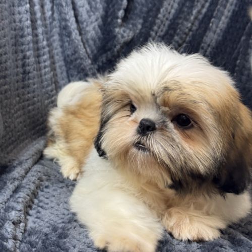 Boy, mâle type shih tzu fauve et blanc #3