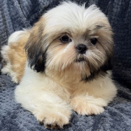 Boy, mâle type shih tzu fauve et blanc #4