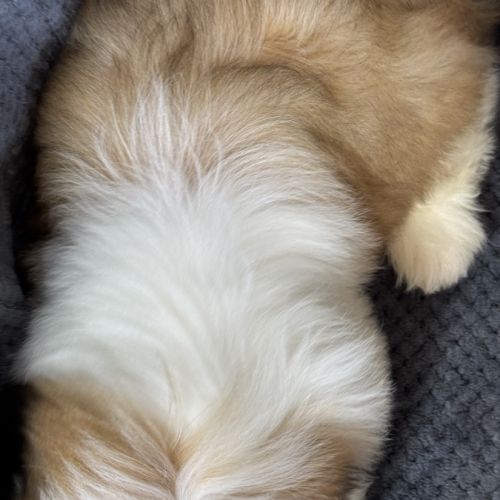 Boy, mâle type shih tzu fauve et blanc #5