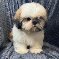 Boy, mâle type shih tzu fauve et blanc #2