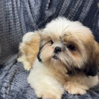 Boy, mâle type shih tzu fauve et blanc #3