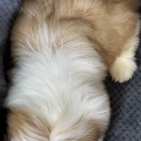 Boy, mâle type shih tzu fauve et blanc #5