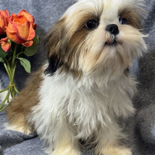 Bosco, superbe mâle type shih tzu nain #2