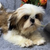 Bosco, superbe mâle type shih tzu nain #1