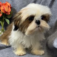 Bosco, superbe mâle type shih tzu nain #3