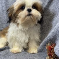 Bosco, superbe mâle type shih tzu nain