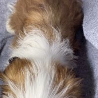 Bosco, superbe mâle type shih tzu nain #5