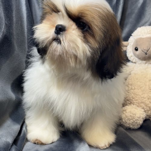 Benjy, mâle type shih tzu fauve et blanc #2