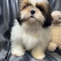 Benjy, mâle type shih tzu fauve et blanc