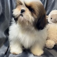 Benjy, mâle type shih tzu fauve et blanc #2
