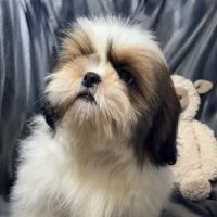 Benjy, mâle type shih tzu fauve et blanc #3