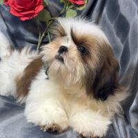 Benjy, mâle type shih tzu fauve et blanc #4