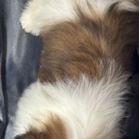 Benjy, mâle type shih tzu fauve et blanc #5