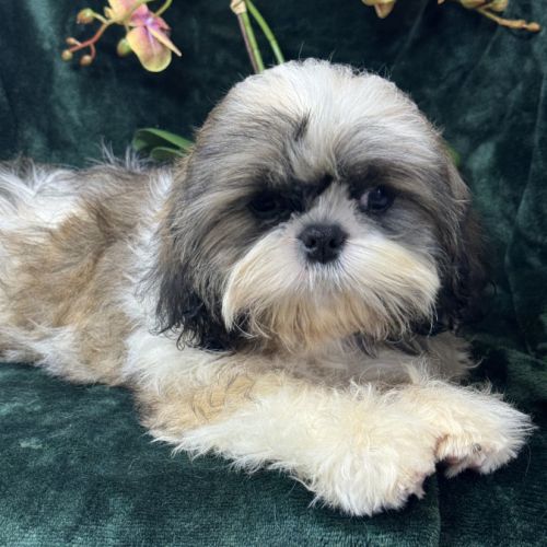 Baylie, femelle type shih tzu petit modèle #2