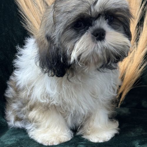Baylie, femelle type shih tzu petit modèle #4