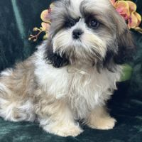 Baylie, femelle type shih tzu petit modèle #1
