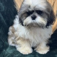 Baylie, femelle type shih tzu petit modèle