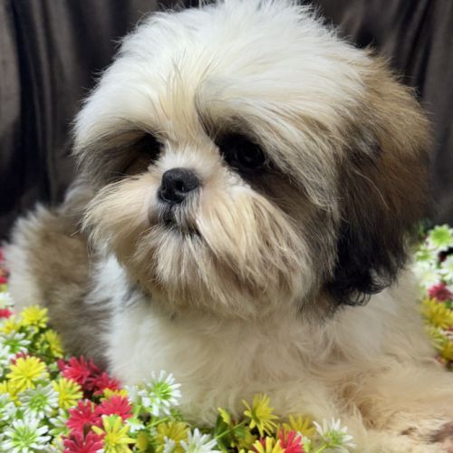 Bisou, mâle type shih tzu , fauve et blanc #2