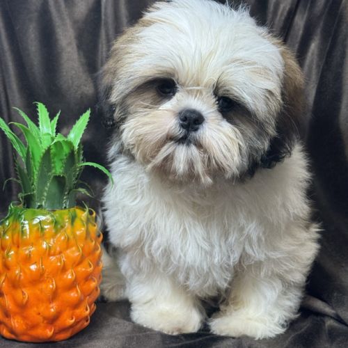 Bisou, mâle type shih tzu , fauve et blanc #0