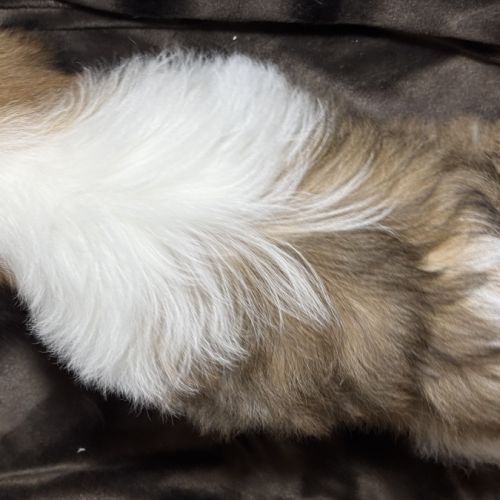 Bisou, mâle type shih tzu , fauve et blanc #5