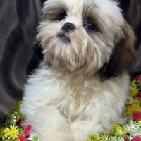 Bisou, mâle type shih tzu , fauve et blanc #1