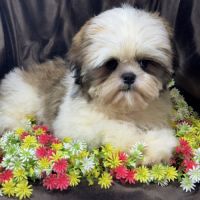 Bisou, mâle type shih tzu , fauve et blanc #3