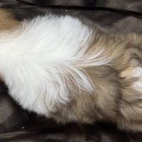 Bisou, mâle type shih tzu , fauve et blanc #5