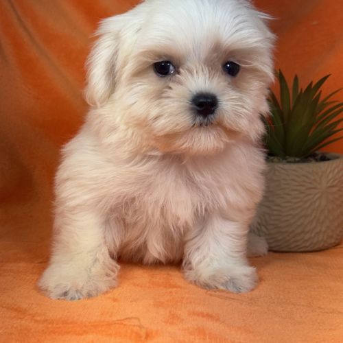 Bianca, femelle bichon maltais naine lof #1