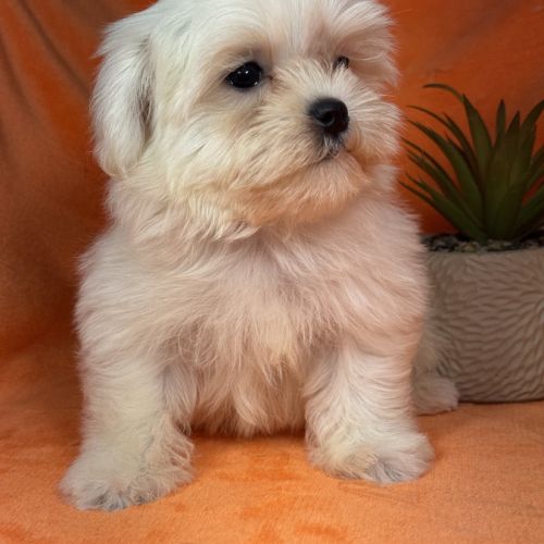 Bianca, femelle bichon maltais naine lof #2