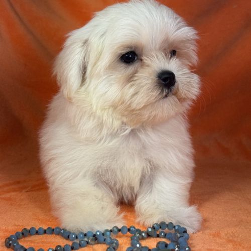 Bianca, femelle bichon maltais naine lof #4