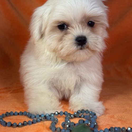 Bianca, femelle bichon maltais naine lof #0
