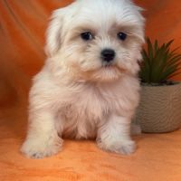 Bianca, femelle bichon maltais naine lof #1