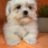 Bianca, femelle bichon maltais naine lof #3