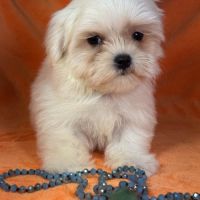 Bianca, femelle bichon maltais naine lof