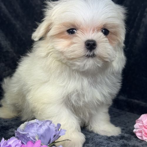 Bonnie, femelle bichon maltais naine, lof #1