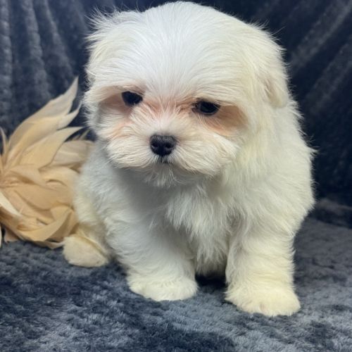 Bonnie, femelle bichon maltais naine, lof #2