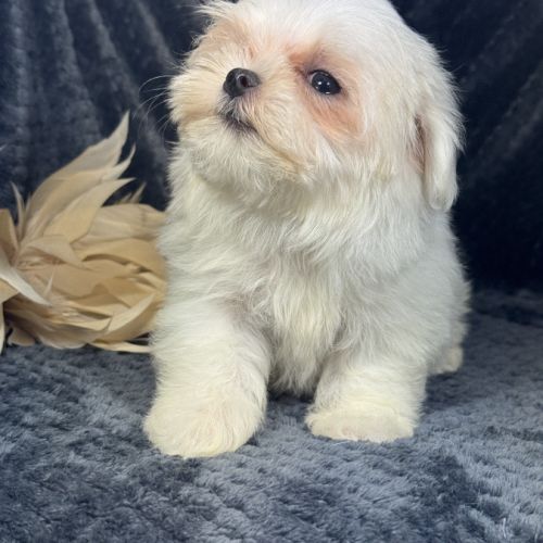 Bonnie, femelle bichon maltais naine, lof #3