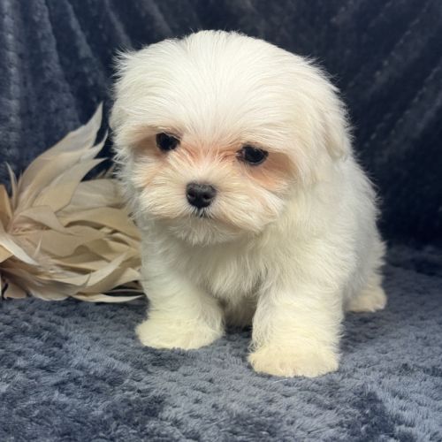 Bonnie, femelle bichon maltais naine, lof #4