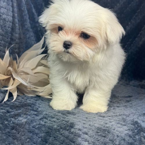 Bonnie, femelle bichon maltais naine, lof #0