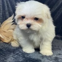 Bonnie, femelle bichon maltais naine, lof #2
