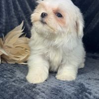 Bonnie, femelle bichon maltais naine, lof #3