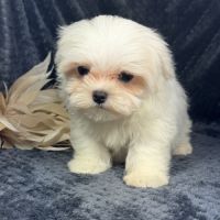 Bonnie, femelle bichon maltais naine, lof #4
