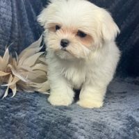 Bonnie, femelle bichon maltais naine, lof