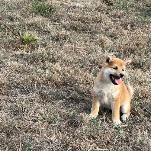 Magnifique chiot shiba 2 mois et demi #1