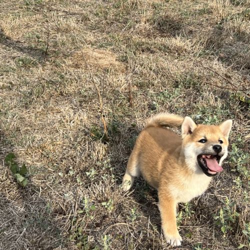 Magnifique chiot shiba 2 mois et demi #2