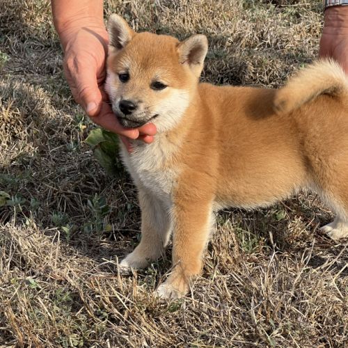 Magnifique chiot shiba 2 mois et demi #0