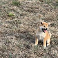 Magnifique chiot shiba 2 mois et demi #1