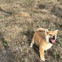Magnifique chiot shiba 2 mois et demi #2